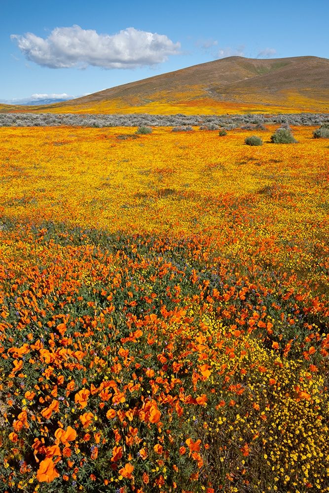 California Fields of California Poppy-Goldfields with clouds-Antelope Valley